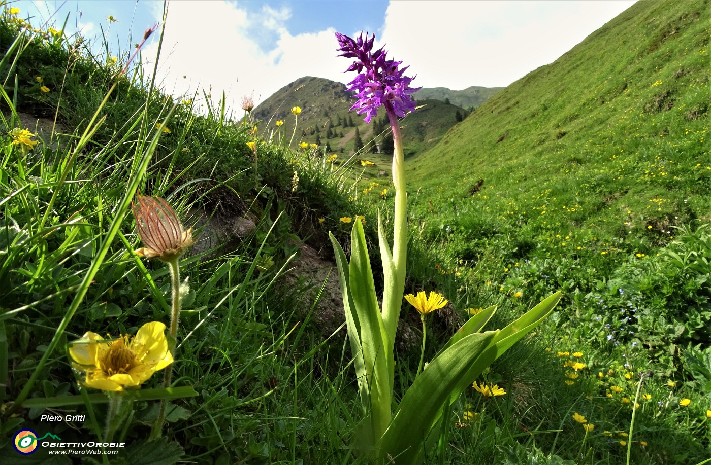 94 Orchide mascula (Orchis mascula).JPG